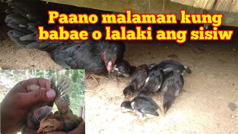 paano malalaman kung lalaki ang sisiw